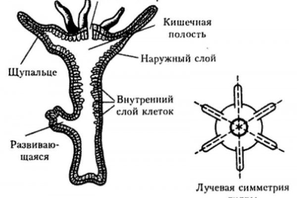 Рабочая ссылка кракен в тор