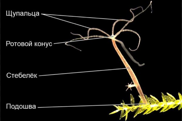 Kraken zerkalo официальный сайт